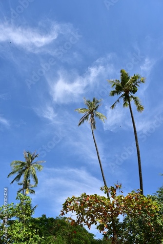 palm trees and blue sky