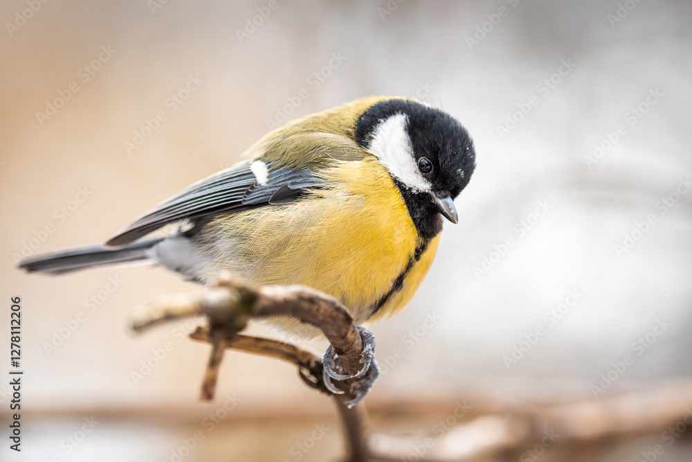 Fototapeta premium Great tit. A common small bird present in every park. A cute little bird