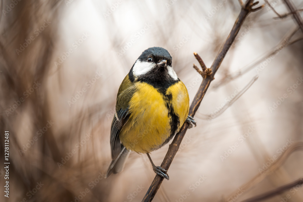 Obraz premium Great tit. A common small bird present in every park. A cute little bird