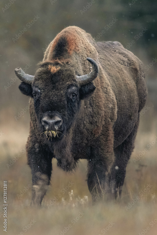 Fototapeta premium European bison