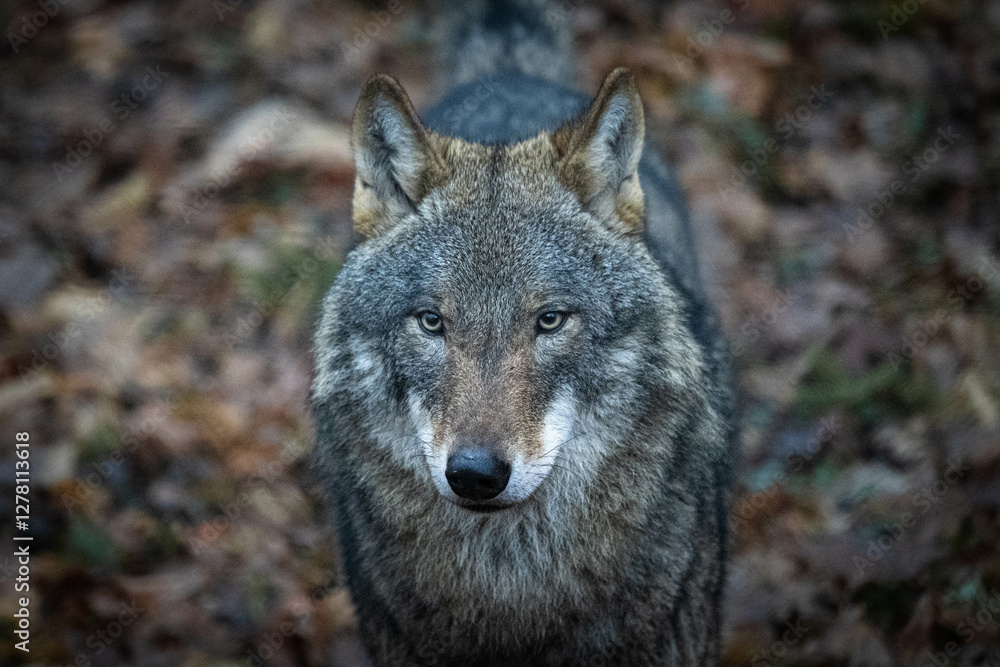 grey wolf grey wolf