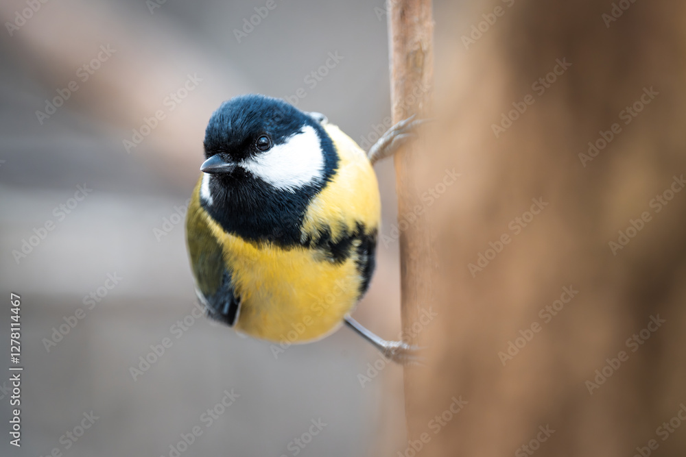 Fototapeta premium Great tit. A common small bird present in every park. A cute little bird