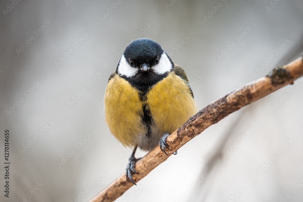 Great tit. A common small bird present in every park. A cute little bird Great tit. A common small bird present in every park. A cute little bird