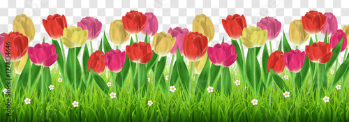Vector green grass and realistic tulips isolated on png background. Spring green grass and colorful tulip flowers with leaves. Summer nature decoration. Transparent background 