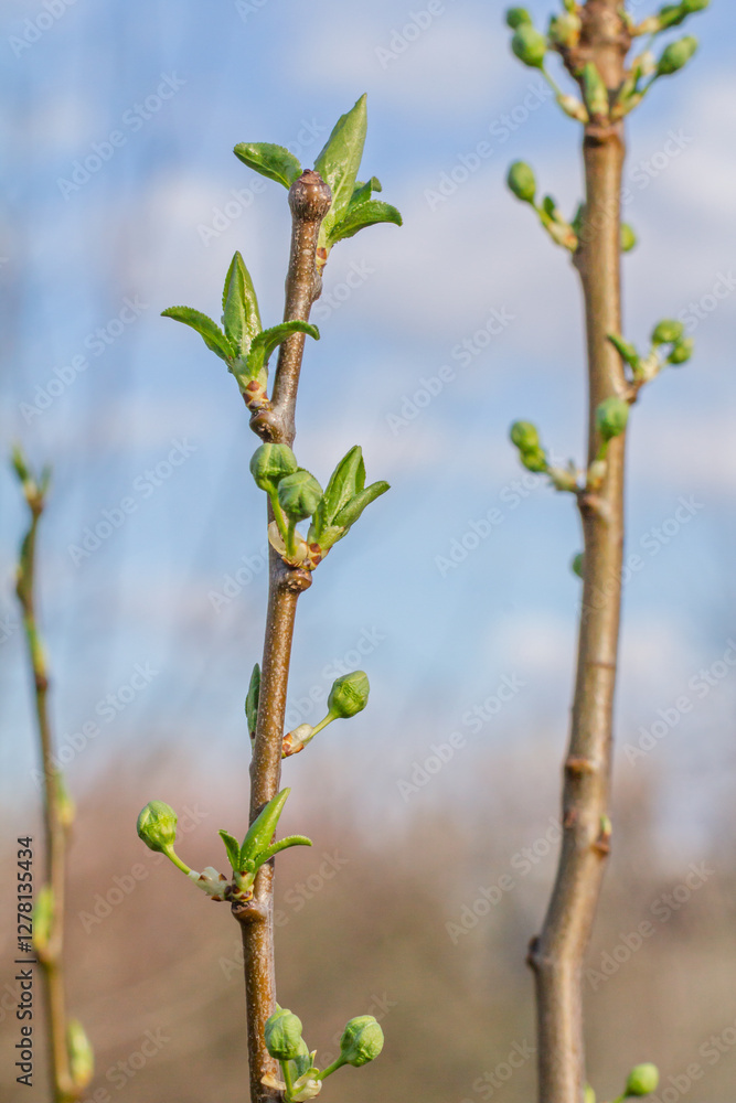 New buds of a plum tree with green sepals in the spring orchard. New buds of a plum tree with green sepals in the spring orchard.