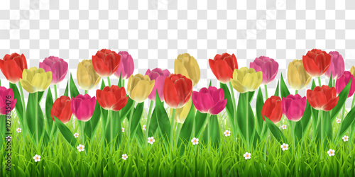 Vector green grass and realistic tulips isolated on png background. Spring green grass and colorful tulip flowers with leaves. Summer nature decoration. Transparent background 