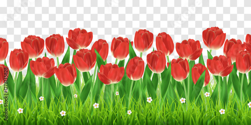 Vector green grass and realistic tulips isolated on png background. Spring green grass and red tulip flowers with leaves. Summer nature decoration. Transparent background 