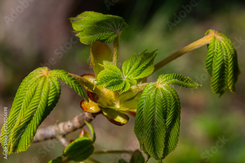 Green Chestnut Leaves in beautiful light. Spring season, spring colors. Aesculus hippocastanum, the horse chestnut