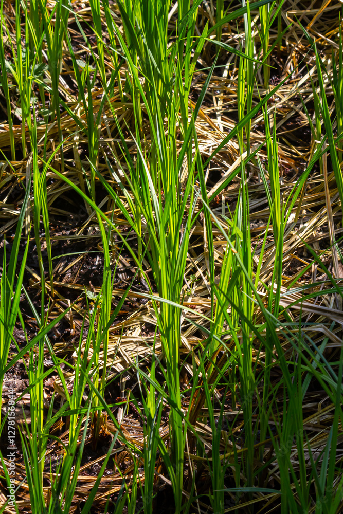 Obraz premium fresh green sprouts growth in a water, spring flood scene