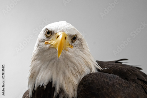 Close-up of an American Bald Eagle.  The eagle is centered in the frame, its head and upper body are visible, and it appears to be alert and focused, looking directly at the camera.   photo