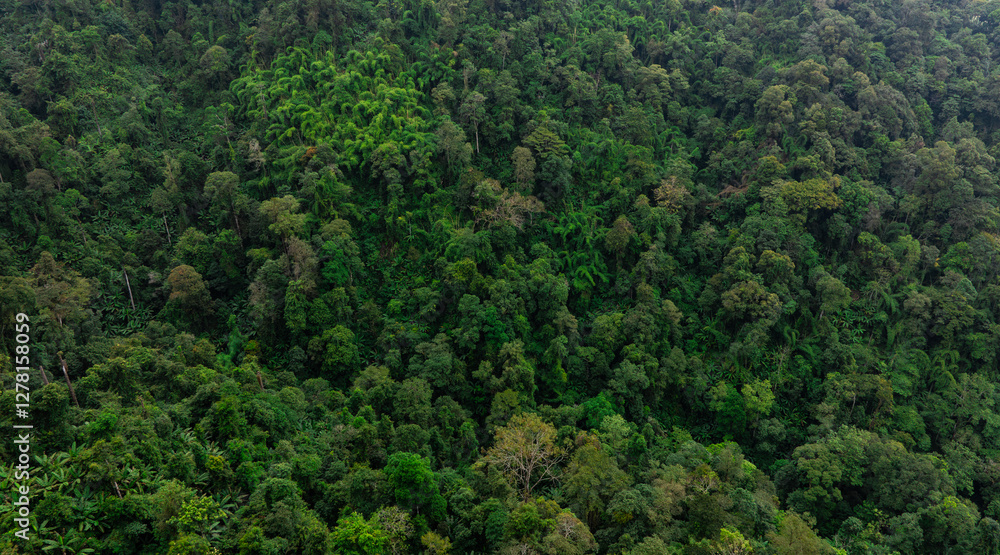 aerial view of dark green forest Abundant natural ecosystems of rainforest. Concept of nature forest preservation and reforestation.
aerial view of dark green forest Abundant natural ecosystems of rainforest. Concept of nature forest preservation and reforestation.