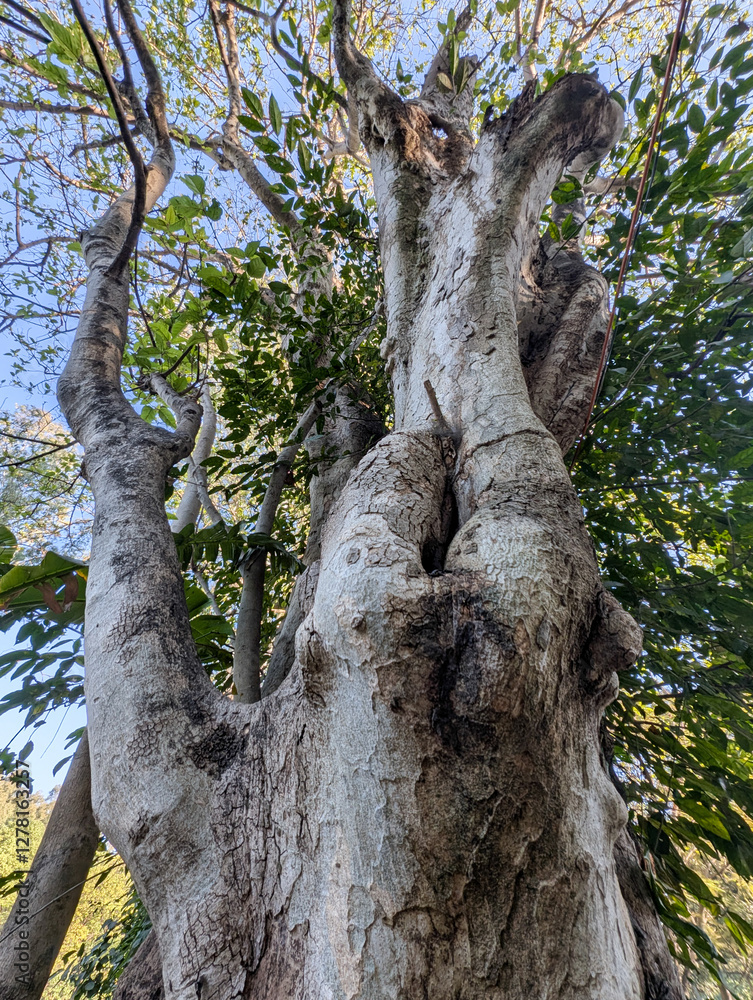 Fototapeta premium Tree with Captivity Hole Resembling Human Body Structures, India