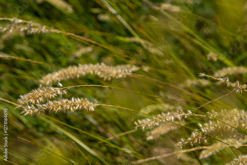 Hairy melic seeds - Latin name - Melica ciliata photo