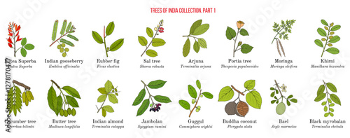 Trees of India collection. Hand drawn botanical vector illustration