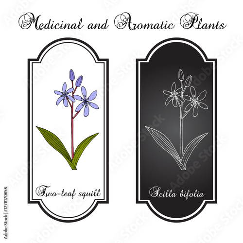 Alpine squill, or two-leaf squill (Scilla bifolia), ornamental plant. Hand drawn botanical vector illustration