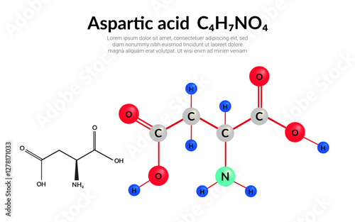 Aspartic acid (symbol Asp or D) C4H7NO4 amino acid, molecular structural chemical formula, ball-and-stick model, suitable for education or chemistry science content. Vector illustration