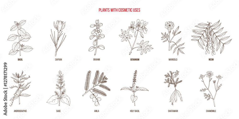 Φωτογραφία Plants with cosmetic uses, vector collection