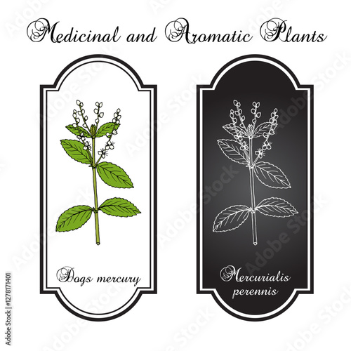Dogs mercury (Mercurialis perennis), medicinal plant. Hand drawn botanical vector illustration