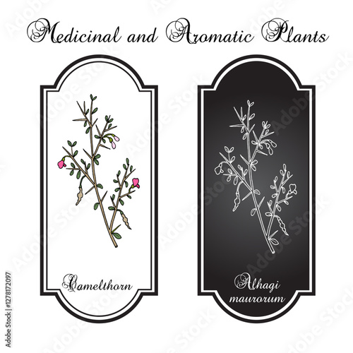 Camelthorn (Alhagi maurorum), medicinal plant. Hand drawn botanical vector illustration