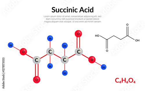 Succinic acid molecular structure formula, ball-and-stick model, suitable for education or chemistry science content. Vector illustration
