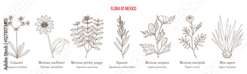Flora of Mexico, native mexican plants collection. Hand drawn botanical vector illustration