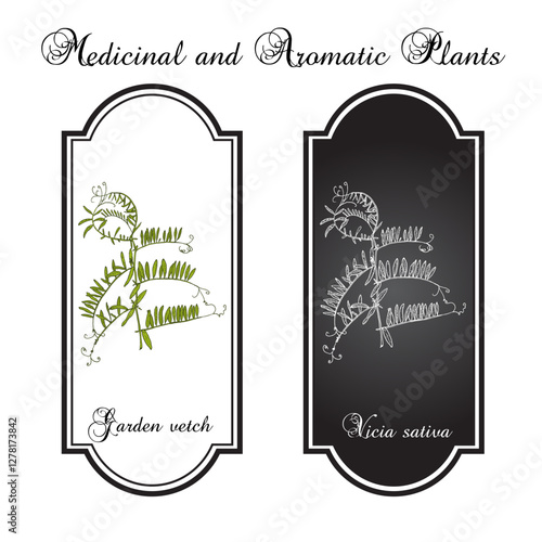 Garden vetch, or tare (Vicia sativa), medicinal plant. Hand drawn botanical vector illustration