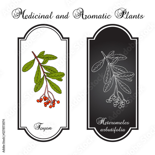 Toyon or California holly (Heteromeles arbutifolia), medicinal plant. Hand drawn botanical vector illustration