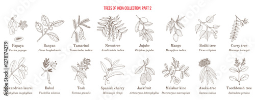 Trees of India collection. Hand drawn botanical vector illustration