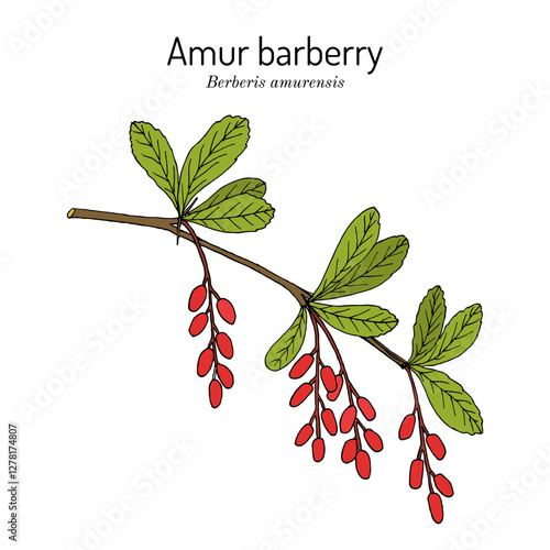 Amur barberry (Berberis amurensis), edible and medicinal plant. Hand drawn botanical vector illustration