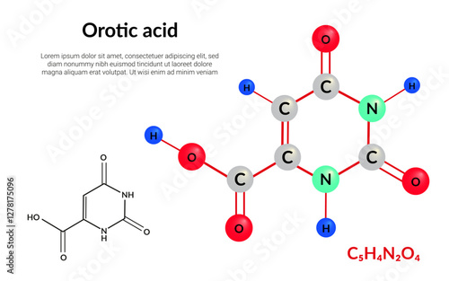 Orotic acid, molecular structural chemical formula, ball-and-stick model, suitable for education or chemistry science content. Vector illustration