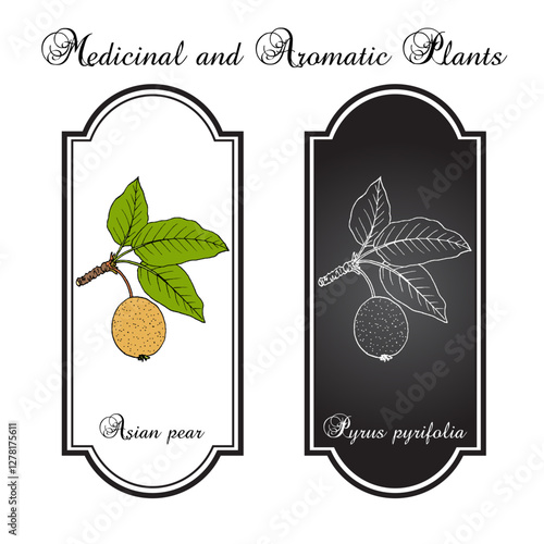 Asian, or Japanese pear (Pyrus pyrifolia), edible and medicinal plant. Hand drawn vector illustration