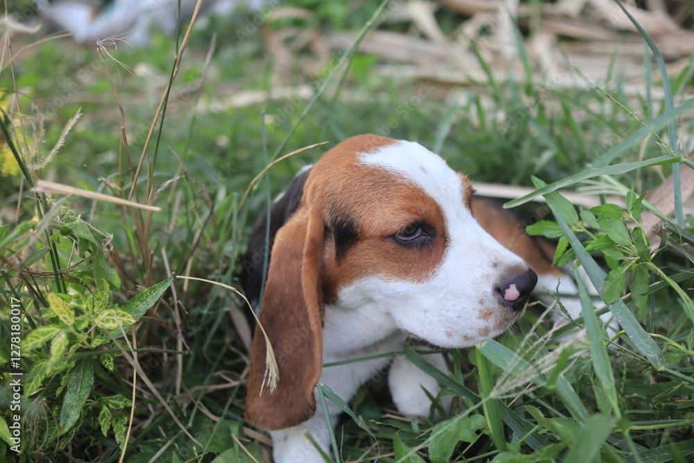 Adorable Beagle Puppy Relaxing in a Green Field of Grass Adorable Beagle Puppy Relaxing in a Green Field of Grass