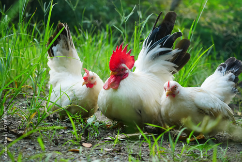 Free-range Thai white-black tail bantam chickens in the grass field.
