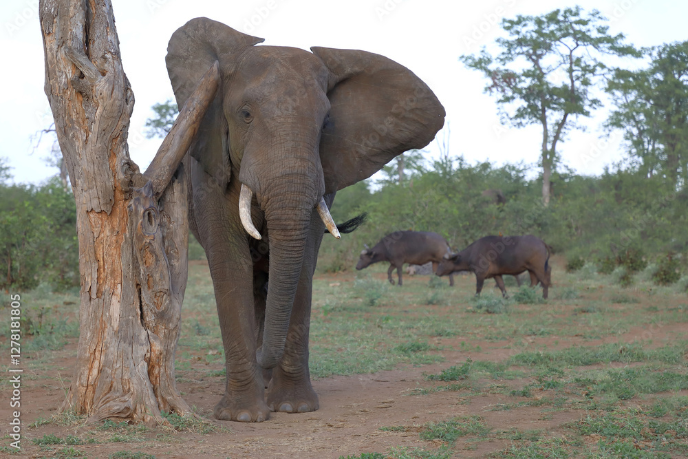 Fototapeta premium Afrikanischer Elefant / African elephant / Loxodonta africana