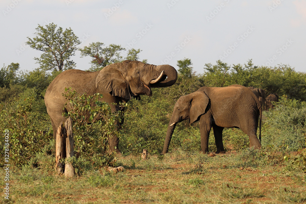 Fototapeta premium Afrikanischer Elefant / African elephant / Loxodonta africana
