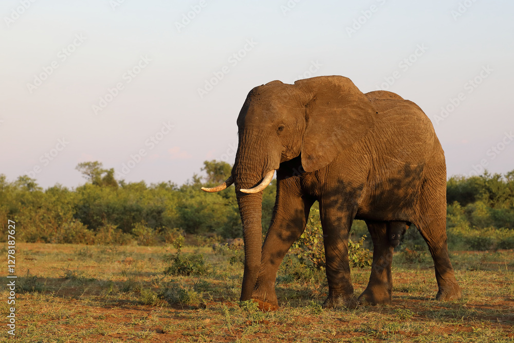Fototapeta premium Afrikanischer Elefant / African elephant / Loxodonta africana