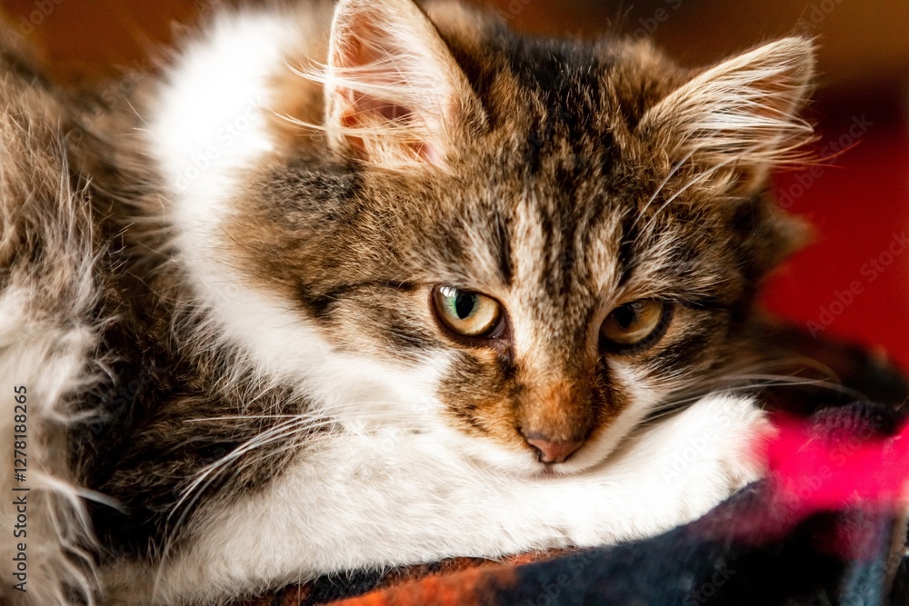 fur brown kitten thought about the meaning of life fur brown kitten thought about the meaning of life