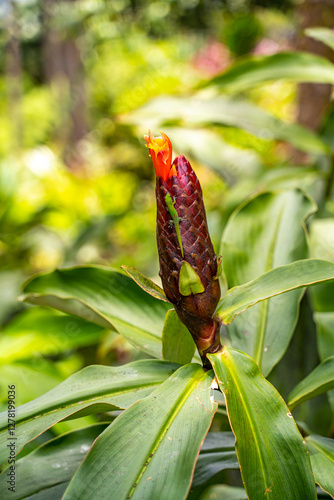 Gold Dust Day Geckos (Phelsuma laticauda) licking nectar from Costus spiralis photo