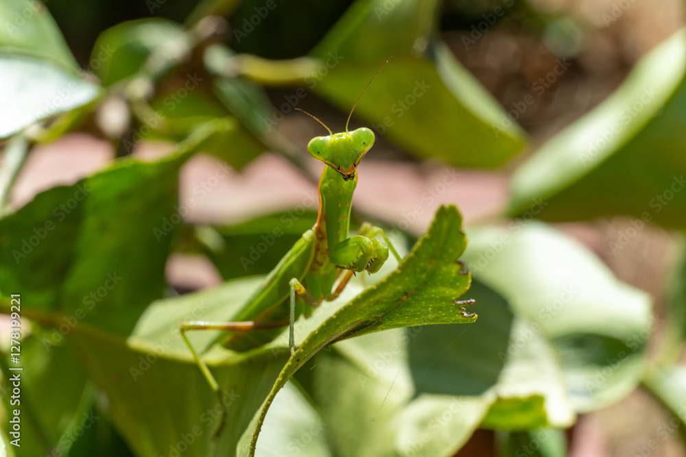 mantis - Hierodula patellifera - is on top of the leaf of a kind of Japanese citron in September. mantis - Hierodula patellifera - is on top of the leaf of a kind of Japanese citron in September.
