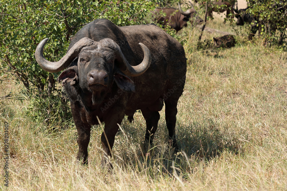 Kaffernbüffel / African buffalo / Syncerus caffer Kaffernbüffel / African buffalo / Syncerus caffer