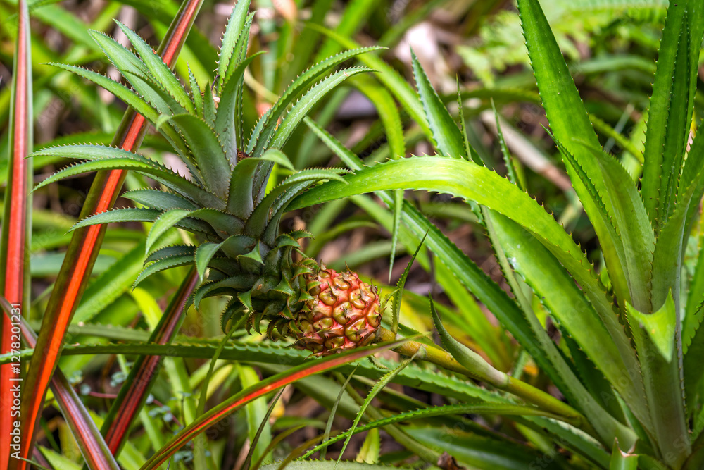 Obraz premium Close up of young pineapple fruit growing in a field