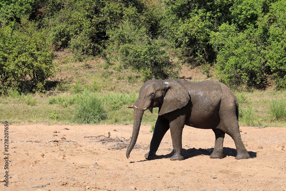 Fototapeta premium Afrikanischer Elefant / African elephant / Loxodonta africana