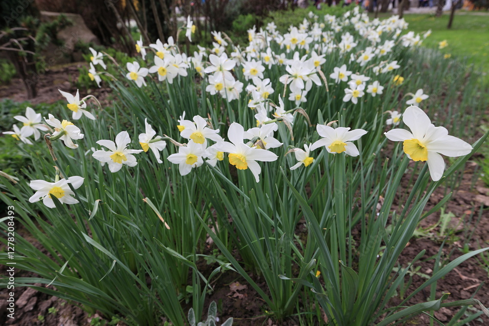 Flowerbeds of daffodils in a spring Flowerbeds of daffodils in a spring