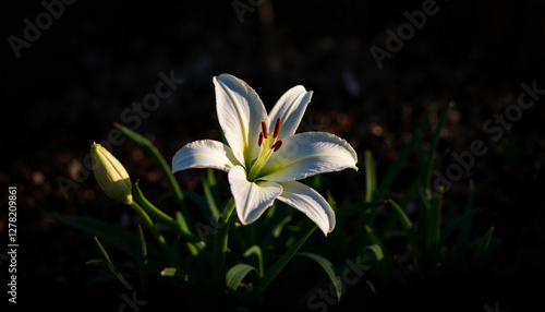 Dramatic white lily flower illuminated by twilight shadows, artistic emphasis