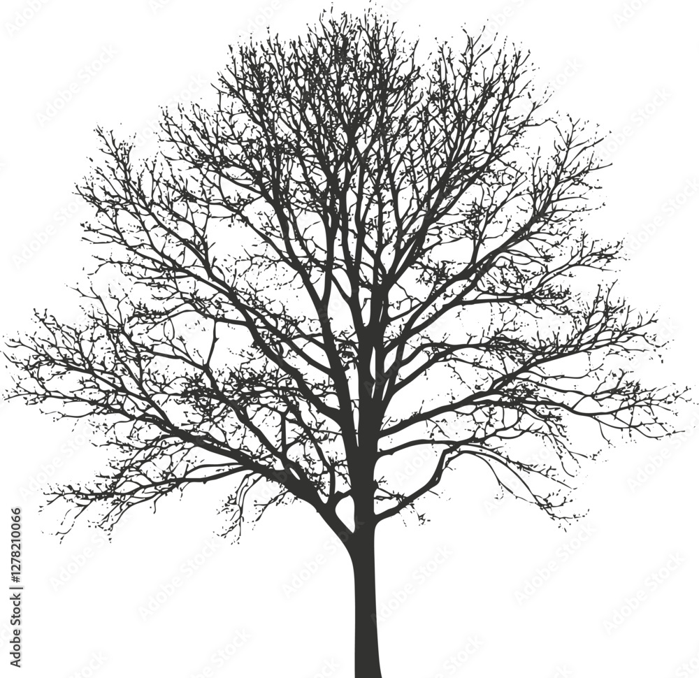 Fototapeta premium Silhouette of a leafless tree with intricate branches on white background.