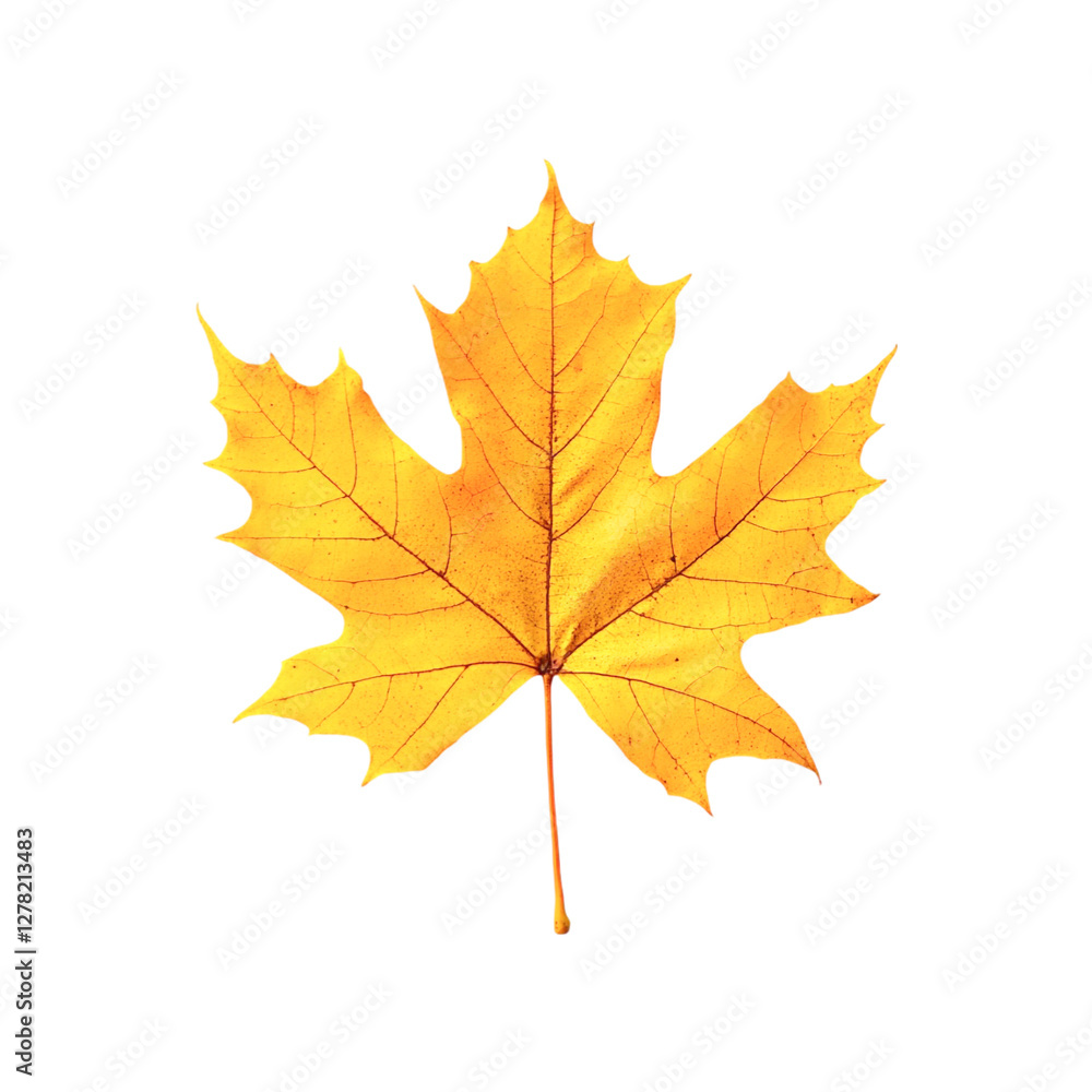 Golden Maple Leaf Autumn Beauty Nature's Artwork Golden Maple Leaf Autumn Beauty Nature's Artwork