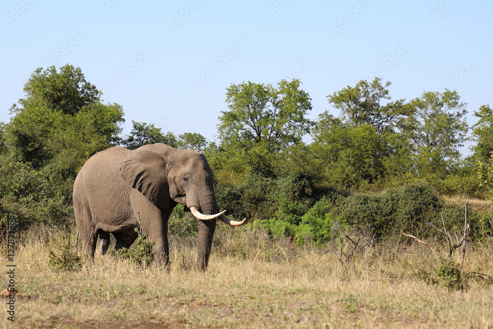 Obraz premium Afrikanischer Elefant / African elephant / Loxodonta africana