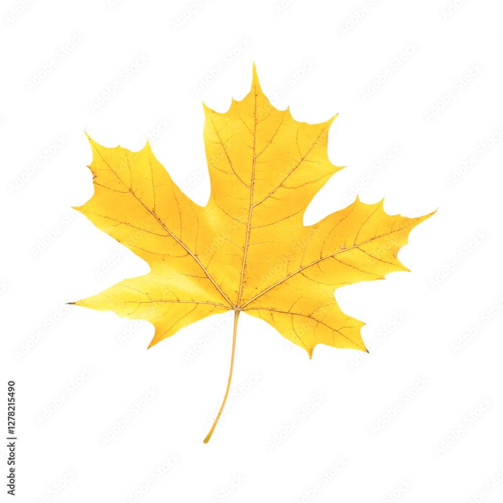 Golden Maple Leaf Autumn Colors Nature Beauty Golden Maple Leaf Autumn Colors Nature Beauty