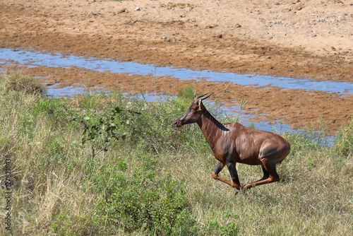 Leierantilope oder Halbmondantilope / Common tsessebe / Damaliscus lunatus photo