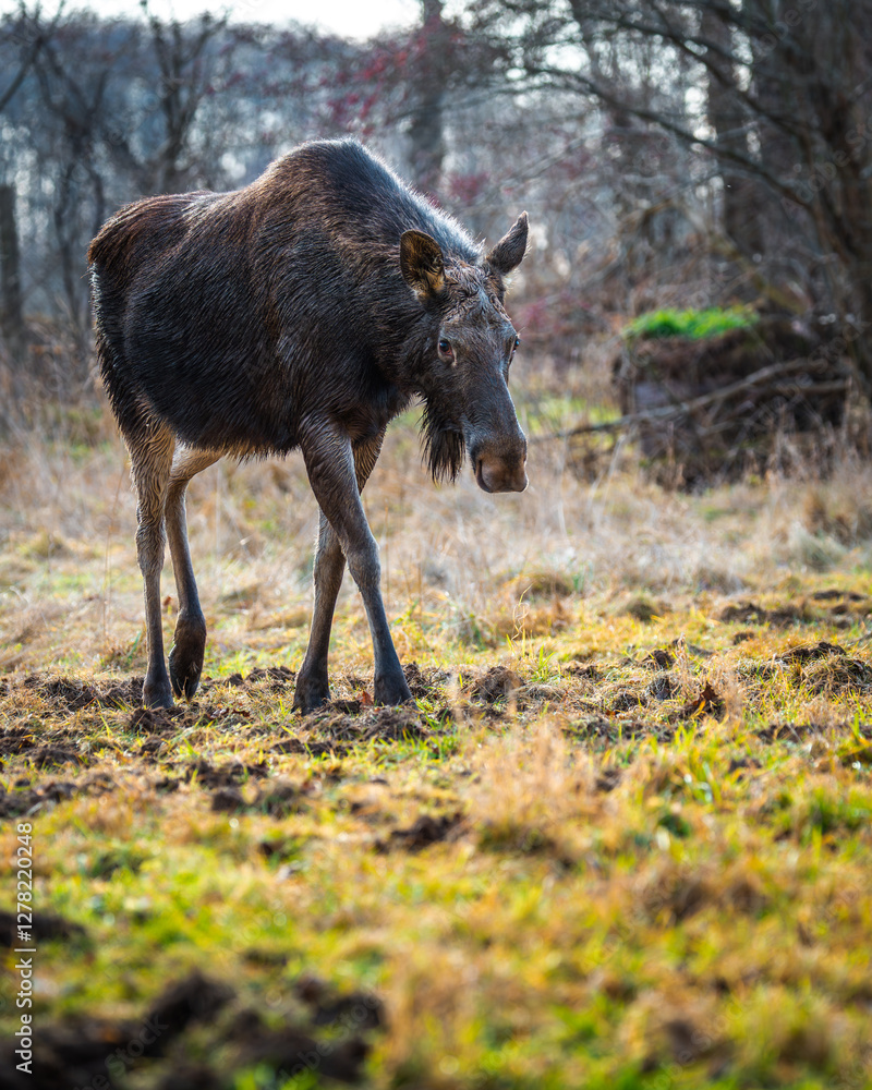 Fototapeta premium Moose cow looking for food in bright sunny day
